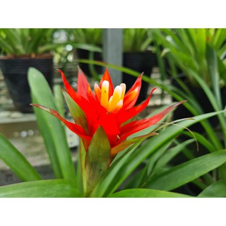 Cây Dứa Cảnh Nến (Phong Lộc Hoa, Cây Ngọn Nến)