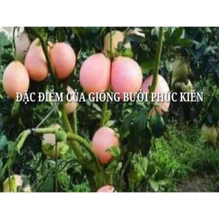 Cây Bưởi Đỏ Phúc Kiến: