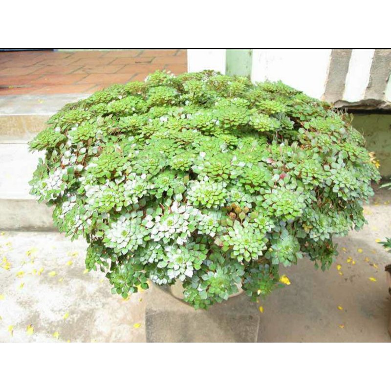cây ấu thái thủy sinh - bán cạn dễ trồng như sen - trang trí bể cá ấu thái top view
