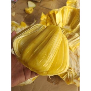 CÂY GIỐNG MÍT DAI MẬT ỐNG ( CHUẨN GIỐNG CÂY GHÉP)