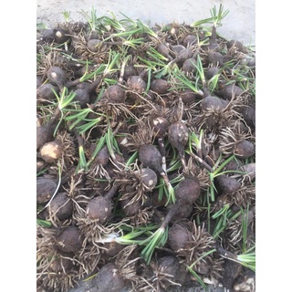 CỦ MẸ HUỆ MƯA VÀNG - 1 CỦ