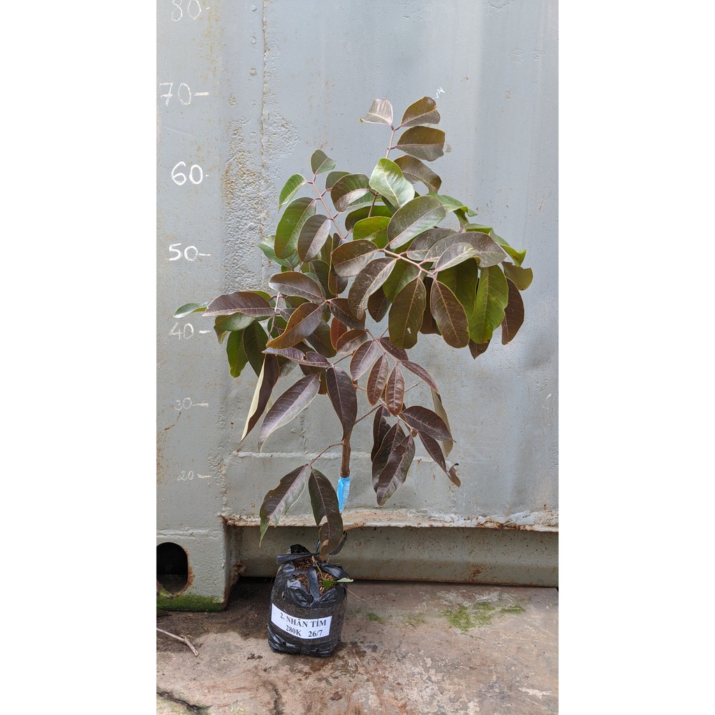 Nhãn tím cây giống