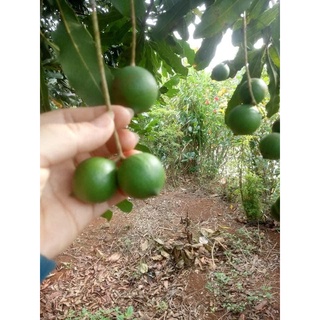 Hạt Macca nứt vỏ ĐắkLắk (kèm dụng cụ tách vỏ)