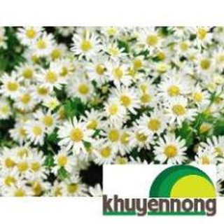 1000 hạt giống hoa cúc chi trắng trồng tết