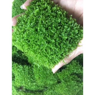 Rêu Minitaiwan thủy sinh chuẩn đẹp dán đá_lũa hàng chuẩn đẹp full lá nước
