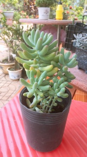 1 chậu sen đá thạch ngọc size đại