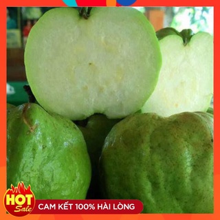 Cây Giống Ổi Không Hạt Cây Chiết Giống Chuẩn