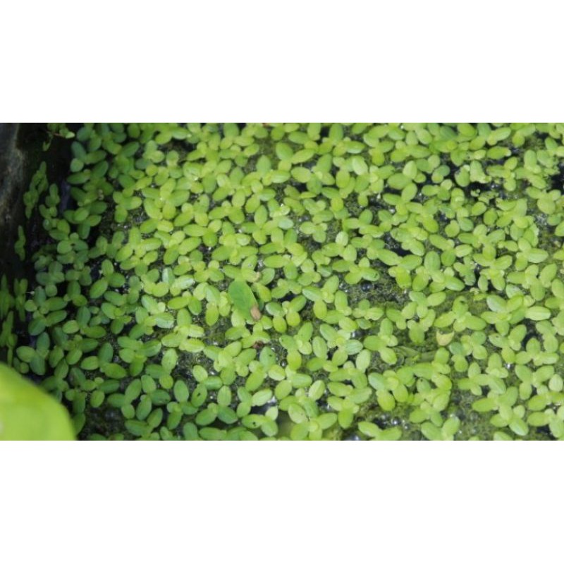 Bèo tấm Bèo mini cho cây cá tép cảnh