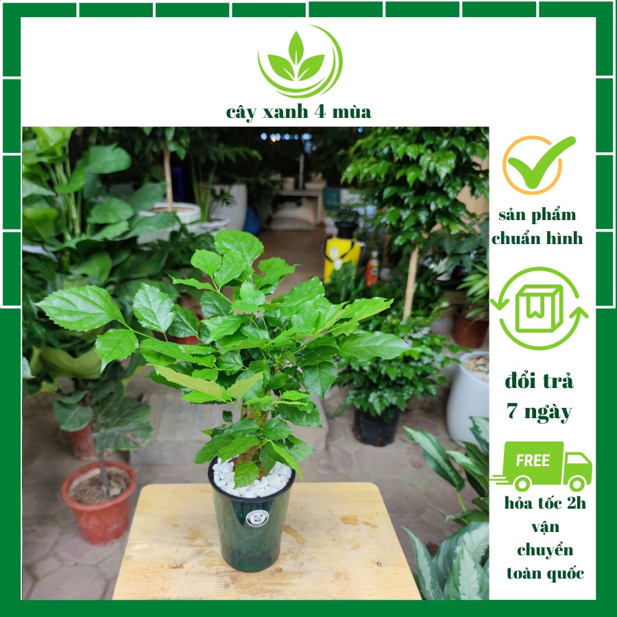 Cây hạnh phúc thủy canh thân gỗ cây phong thủy để bàn cao 30cm