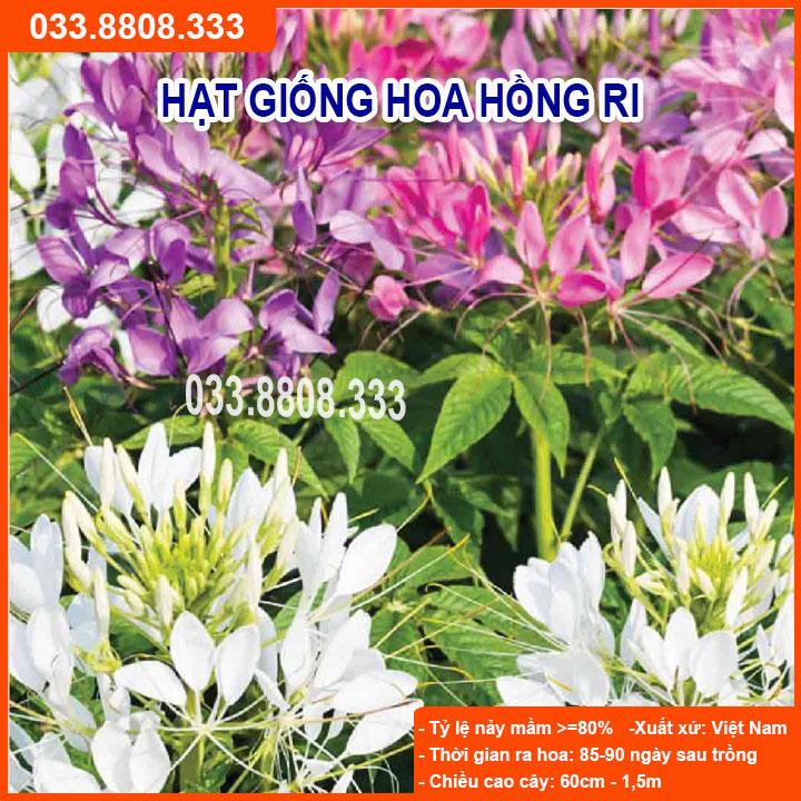 HẠT GIỐNG HOA HỒNG RI -  GIỐNG CHUẨN