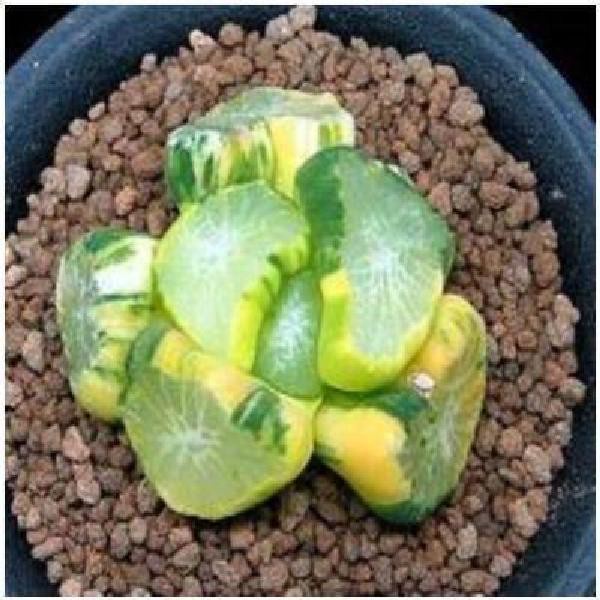 Hạt giống sen đá mọng nước kím tân 50h