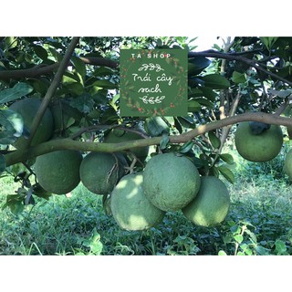 Bưởi sạch hữu cơ nhà vườn