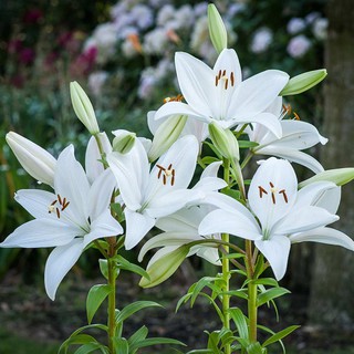LILY (HƯƠNG HOA BÁCH HỢP)