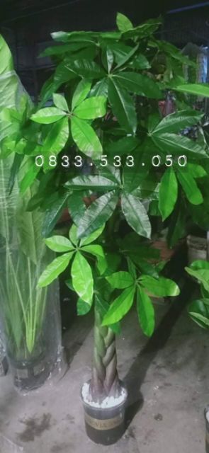 Cây kim ngân kim tiền cao 1m5 - Cây giả trang trí nhà cửa, văn phòng, decor