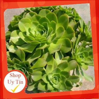 sen đá Aeonium xanh🍏 |FREESHIP| 🔥 XỨ NÓNG, ĐÃ THUẦN KHÍ HẬU, KHOẺ ĐẸP 🍏 LỖI 1 ĐỔI 1