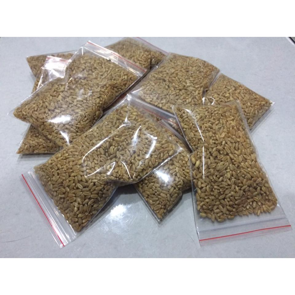 1 kg hạt giống cỏ mèo