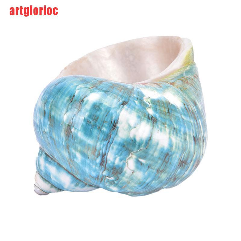 {artglorioc}Natural Shell Sea Conch Snail Fish Tank Aquarium Decorations Roll Shellfish VGH