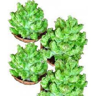 Hạt giống rau cải Mầm đá Sapa tỷ lệ nảy mầm cao