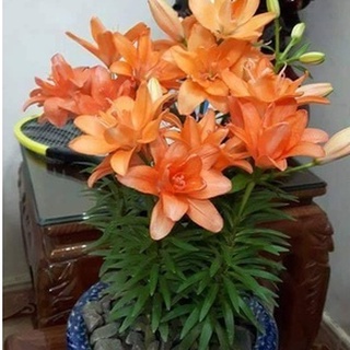 Củ ly lùn Hà Lan sai hoa đủ màu