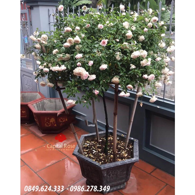GỐC HOA HỒNG THÂN GỖ NHIỀU MÀU