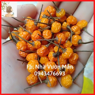 [TẶNG 2 TRÁI] 10 Hạt Giống Ớt Mắc Nhất Thế Giới Aji Charapita 570tr/kg Loại Ớt Ngon Và Đắt Nhất Thế Giới