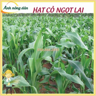 Hạt giống cỏ lai ngọt F1 cao sản (100 gam) Hạt giống cỏ chăn nuôi
