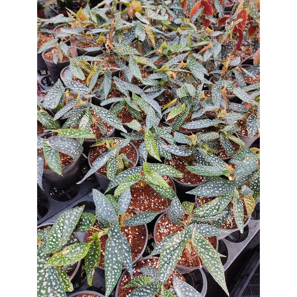 Chậu cứng Begonia white ice cực đẹp