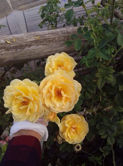 Hồng leo ngoại mix màu sale sập sàn