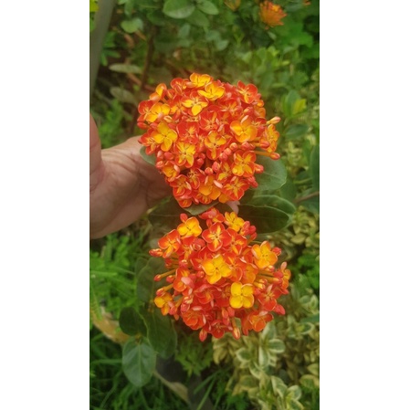 Mẫu đơn/bông trang phụng hoàng cam 30cm