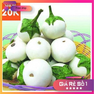 Giống Cà Pháo Trắng