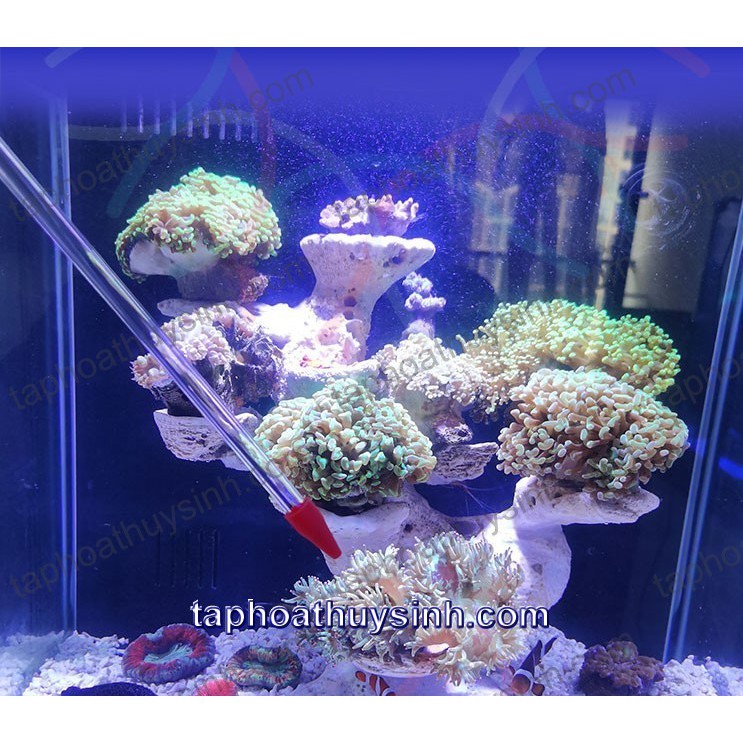 HỘP CHỤP THỨC ĂN và BỘ ỐNG DÀI CHO CÁ VÀ SAN HÔ ĂN Red Starfish 35cm + 55cm