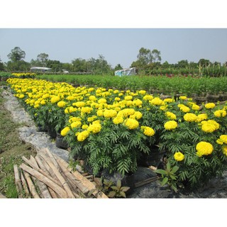 Hạt Hoa VẠN THỌ cao lỡ màu vàng chanh - Gói 20 hạt