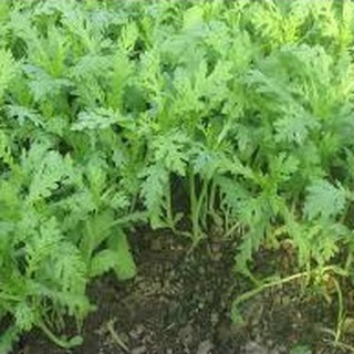 20gram HẠT GIỐNG RAU TẦN Ô