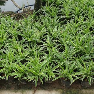 Cây giống cây dây nhện( cỏ Lan Chi ) cây gốc cụm nhỏ