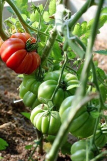 Hạt giống cà chua bí ngô thái lan