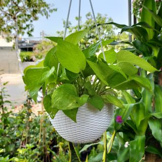 Trầu Bà Thái xanh kèm chậu treo( cao30- ngang 20-25cm)