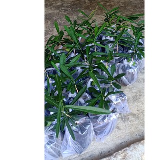 cây giống Xáo Tam Phân khánh Hòa