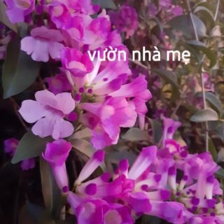 Cây lan tỏi