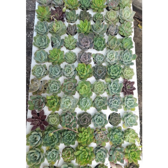 Combo 10 sen đá size vỉ mix loại cho người mới tập chơi, giao từ tp HCM