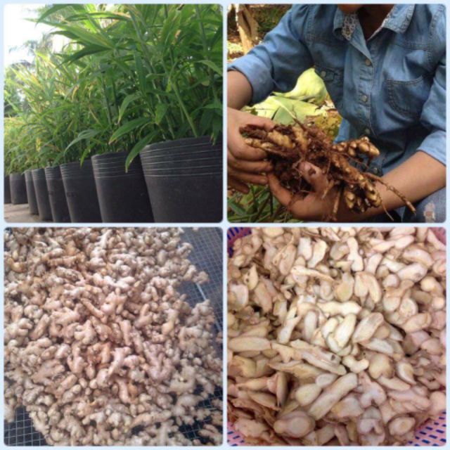 Gừng Thái Lát Sấy Khô 100gram (Gừng già, thơm, sạch, hàng mới)