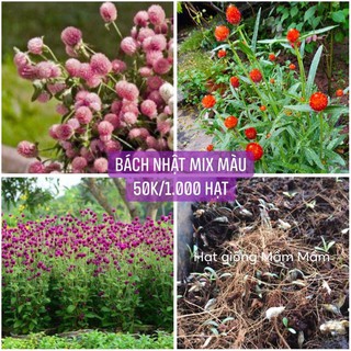 1.000 hạt Cúc bách nhật mix màu, đỏ, tím, hồng ( cúc nút áo )