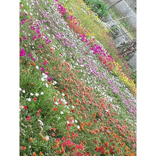 Hoa 10h 20 nhánh đủ màu
