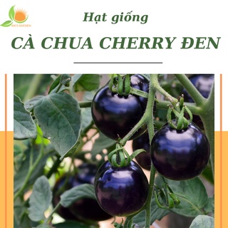 Hạt giống cà chua đen - cà chua cherry