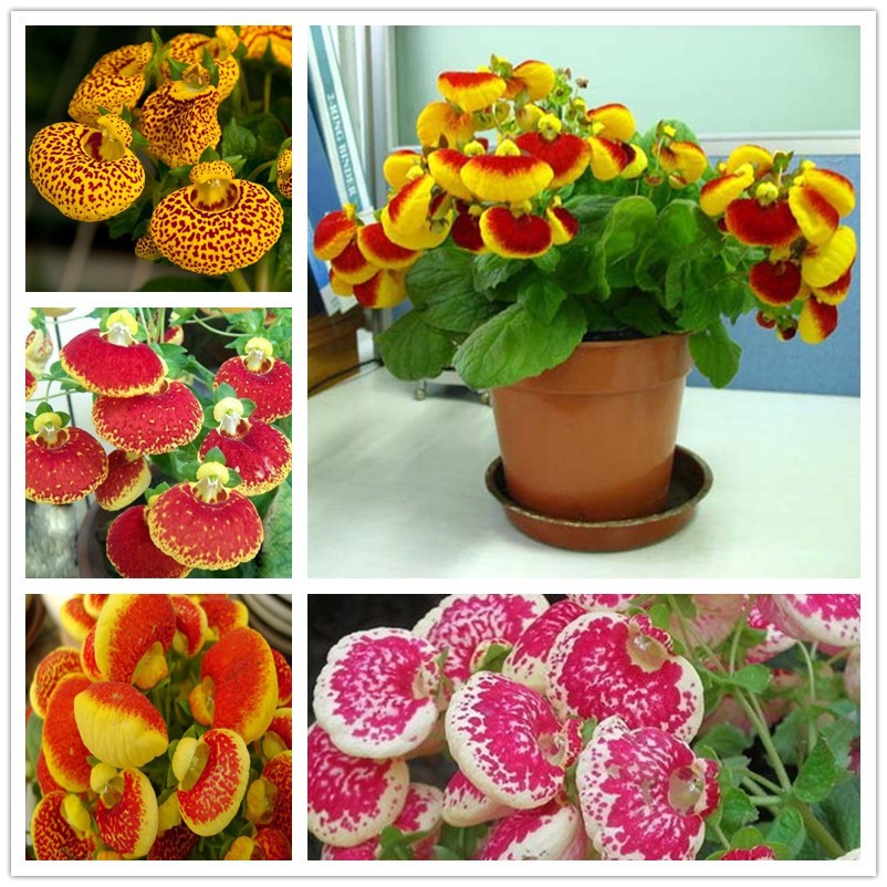 Hạt giống Hoa huyền Sâm mix