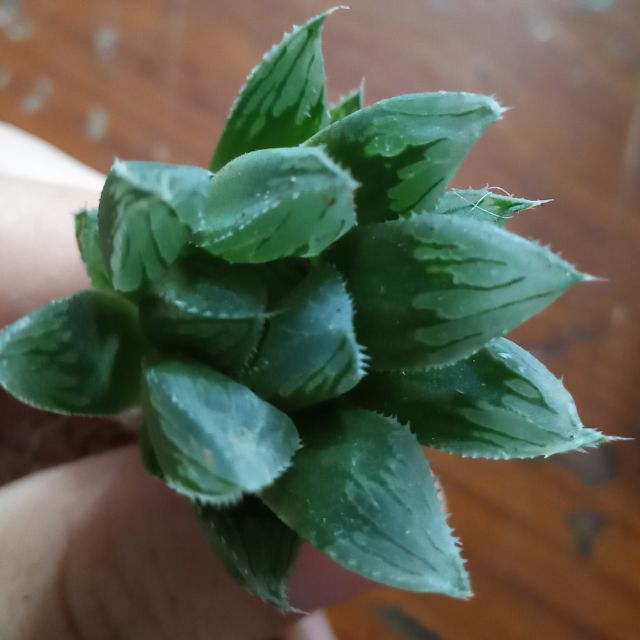 Sen đá haworthia