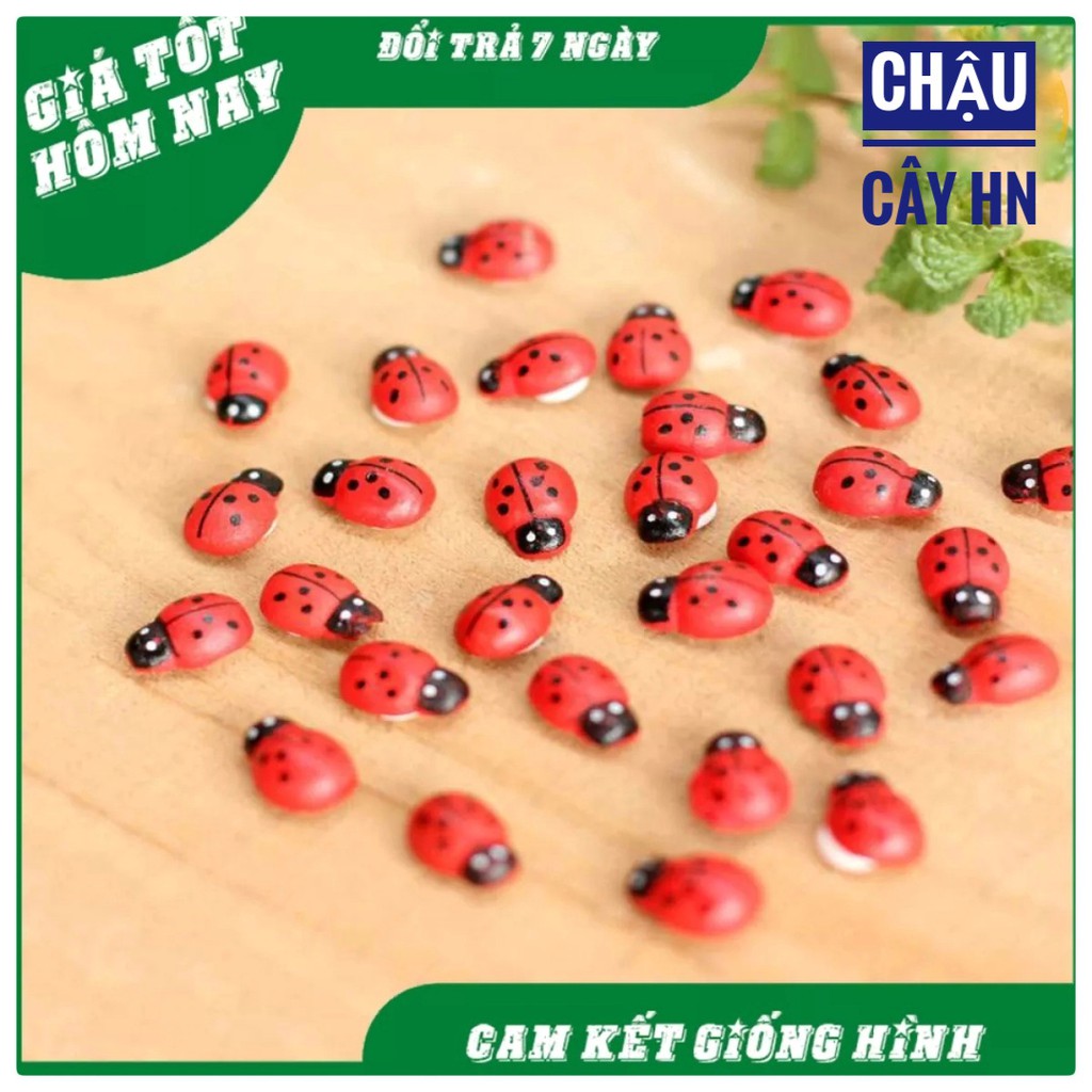 Tiểu cảnh - Bọ cánh cứng làm phụ kiện trang trí sen đá, xương rồng, terrarium, cây cảnh để bàn, cây mini