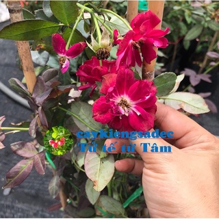caykiengsadec - hoa Hồng leo (đỏ) + Tặng Phân Bón-hoa kiểng lá-trang trí nội thất cảnh quan sân vườn ngoài trời