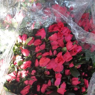 Hoa đỗ quyên lớn