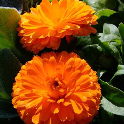 Hạt giống HOA CÚC SUSI màu Vàng cam - Gói 0,5 gram