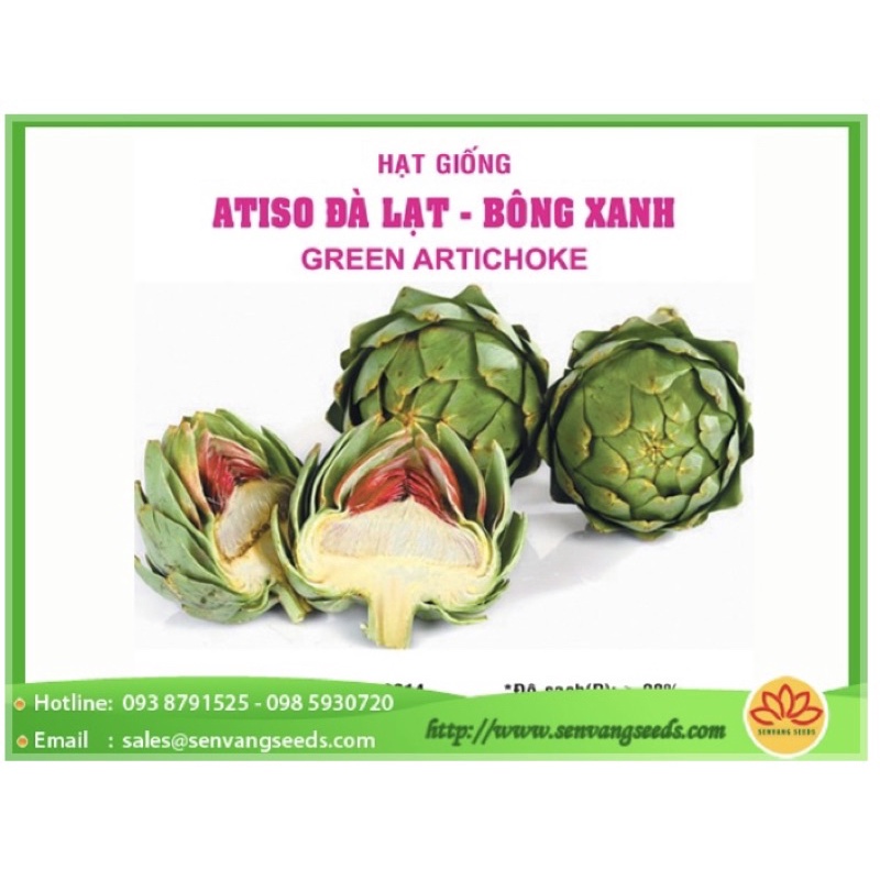 Hạt Giống Atiso Xanh